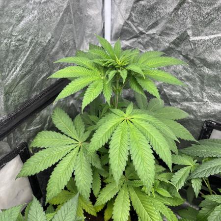 Fishy Zoap. Seedstockers