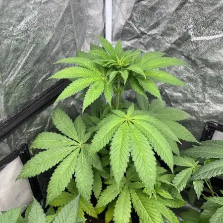 Fishy Zoap. Seedstockers