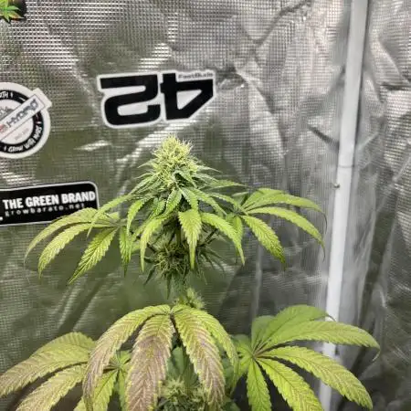 Papayton. Fastbuds