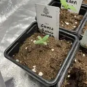 Gomu Gomu Mango. HighBreed