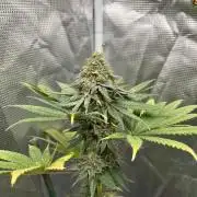 Monster Maker. Sweetseeds