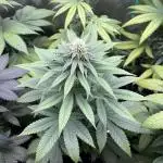 Lemon Mandarin. fastbuds