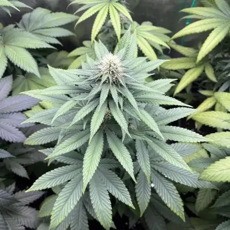 Lemon Mandarin. fastbuds
