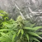 Gelato 41. Seedstockers