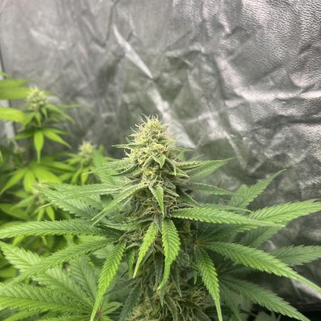 Gelato 41. Seedstockers