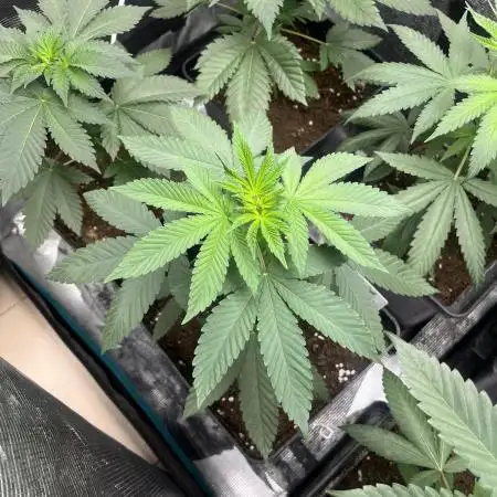 Lemon Mandarin. fastbuds