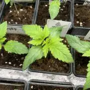 Kiwi x Papaya. Mavericks Genetics