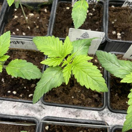 Kiwi x Papaya. Mavericks Genetics