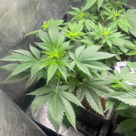 Oreoz USA. Kannabia seeds company