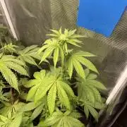 Pink Sunset. Silentseeds