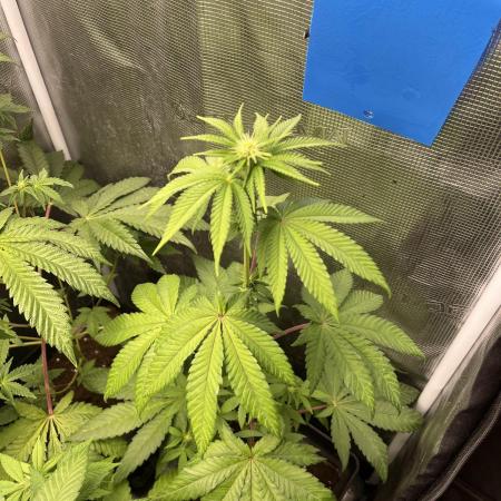 Pink Sunset. Silentseeds