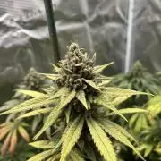 Gorilla Girl F1. Sweetseeds