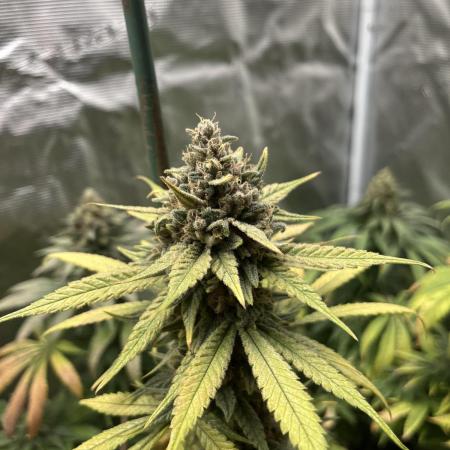 Gorilla Girl F1. Sweetseeds