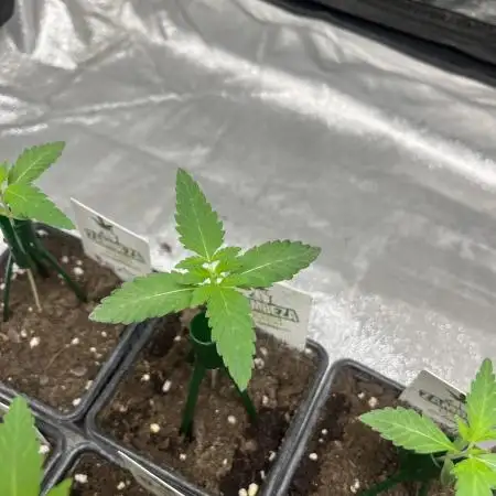 Papayton. Fastbuds