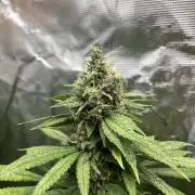 Mental Rainbow fast. Sweetseeds