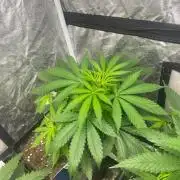 Gelato 41. Seedstockers