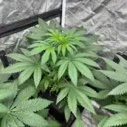 Zoap Rose. Kannabia Seeds Company