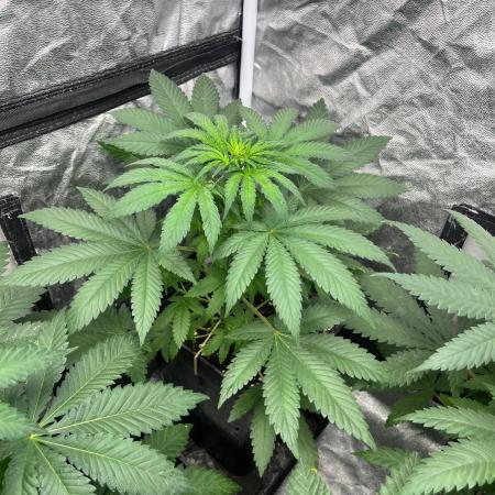 Zoap Rose. Kannabia Seeds Company