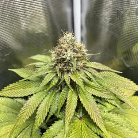 Mistery ¿?. Seedstockers