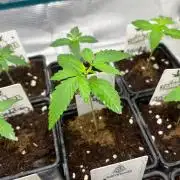 Hulkberry. RoyalQueenSeeds