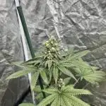 Gelato 44. RoyalQueenSeeds