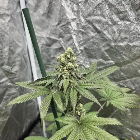 Gelato 44. RoyalQueenSeeds