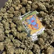 Gorilla Girl F1. Sweetseeds