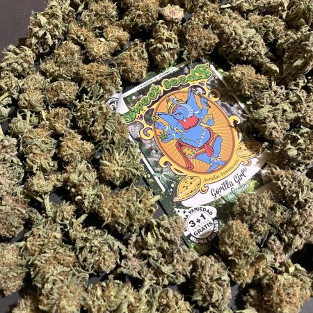 Gorilla Girl F1. Sweetseeds