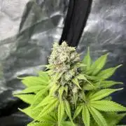 Kiwi x Papaya. Mavericks Genetics