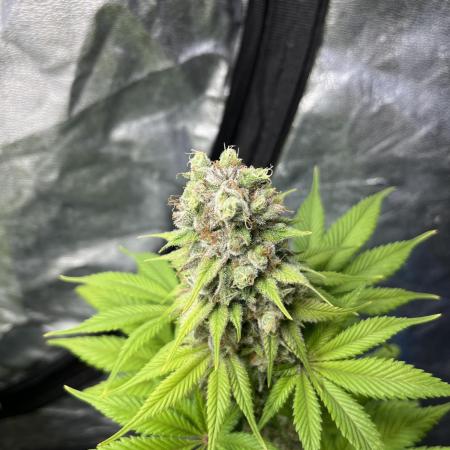 Kiwi x Papaya. Mavericks Genetics