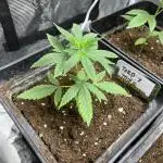 Terp & Tonic. Seedstockers