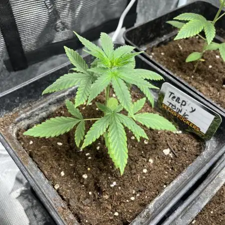 Terp & Tonic. Seedstockers