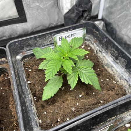 Barcelona Puff. Seedstockers