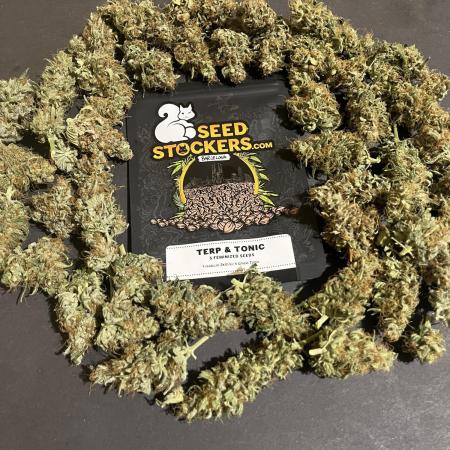Terp & Tonic. Seedstockers