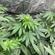 Zoap Rose. Kannabia Seeds Company