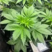 Gorilla Cookies. Seedstockers