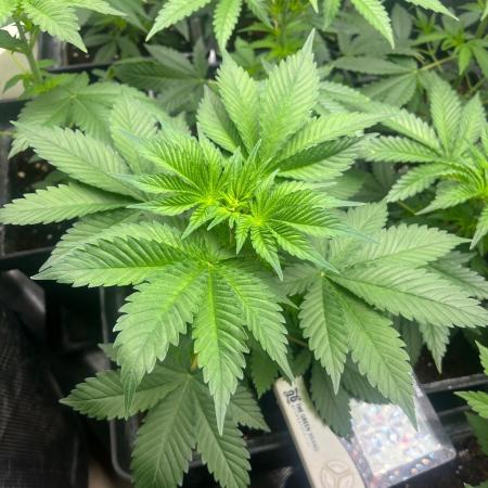 Gorilla Cookies. Seedstockers