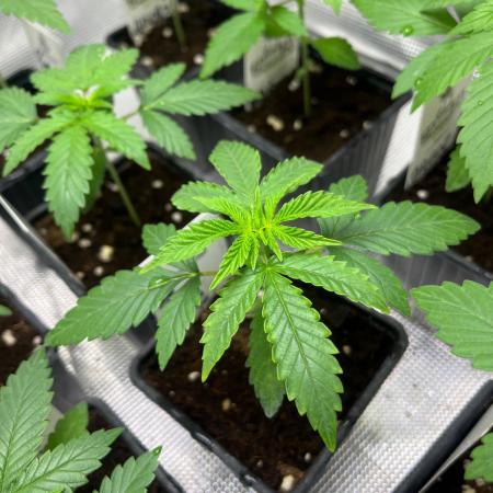 Hulkberry. RoyalQueenSeeds
