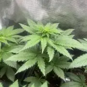 Green Gelato. RoyalQueenSeeds