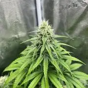 Toad Venum. Growers Choice