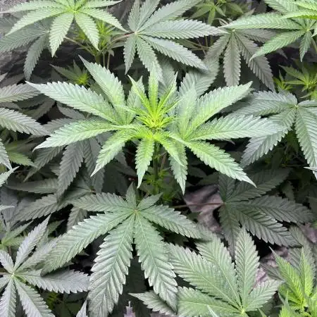 Gelato 44. RoyalQueenSeeds