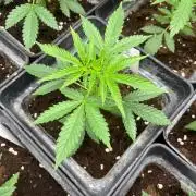 Hulkberry. RoyalQueenSeeds