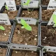 Barcelona Puff. Seedstockers