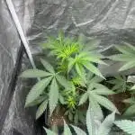 Papayton. Fastbuds