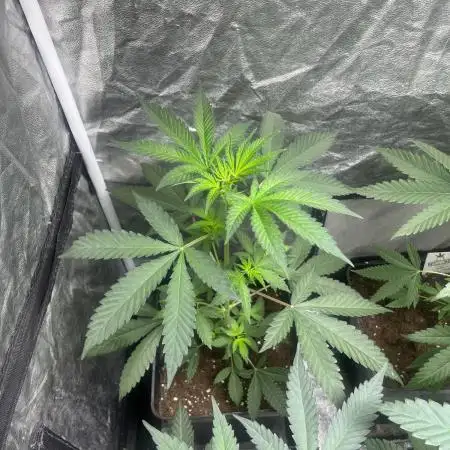 Papayton. Fastbuds
