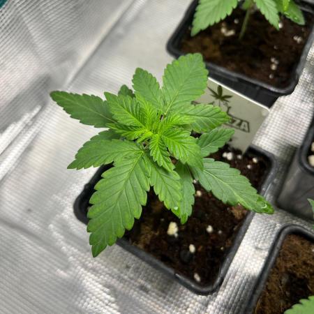 Toad Venum. Growers Choice