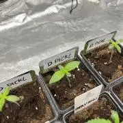 Drizl Pickl. Seedstockers