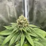 Mistery ¿?. Seedstockers