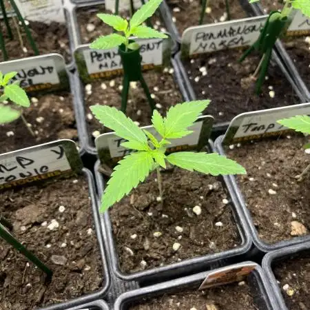 Terp & Tonic. Seedstockers