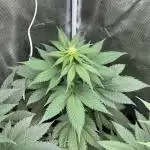 Mistery ¿?. Seedstockers